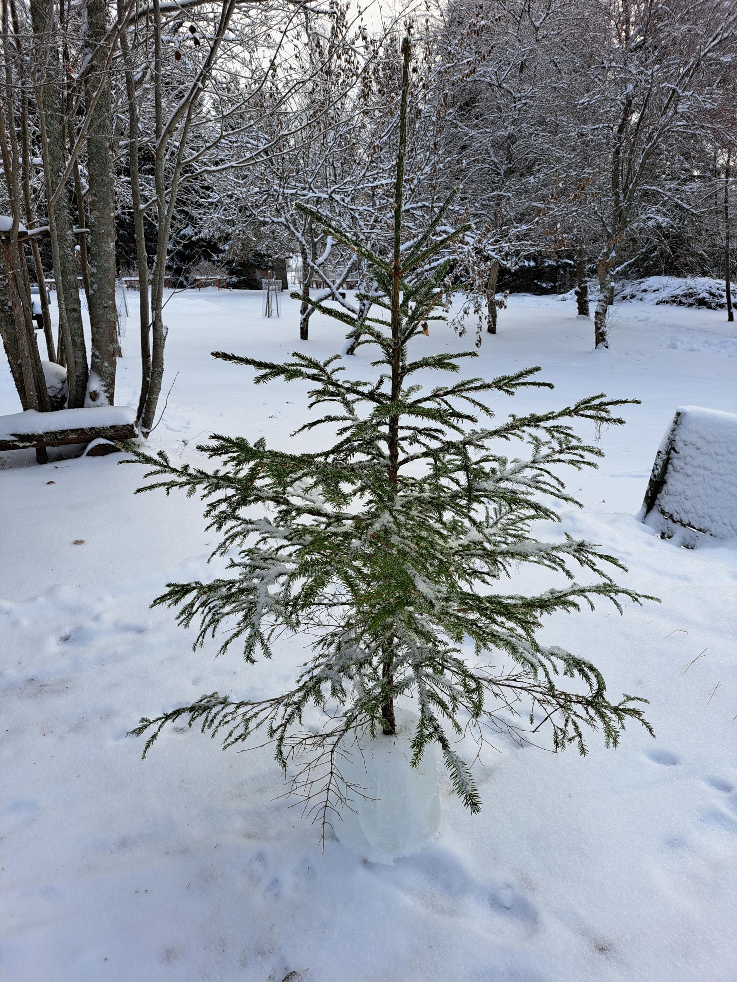 Jäädytetty joulukuusenjalka