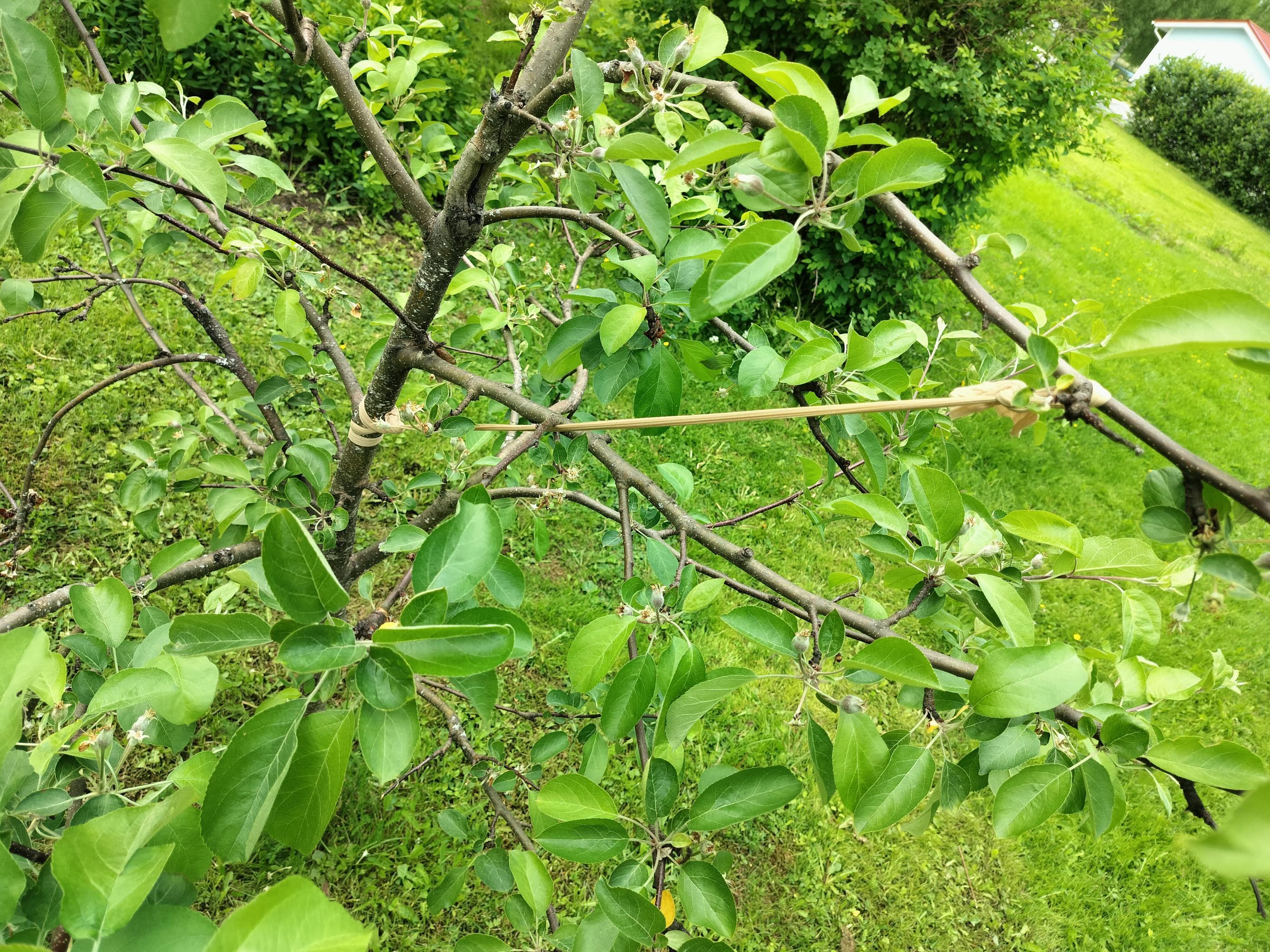 Omenapuun taivutusta